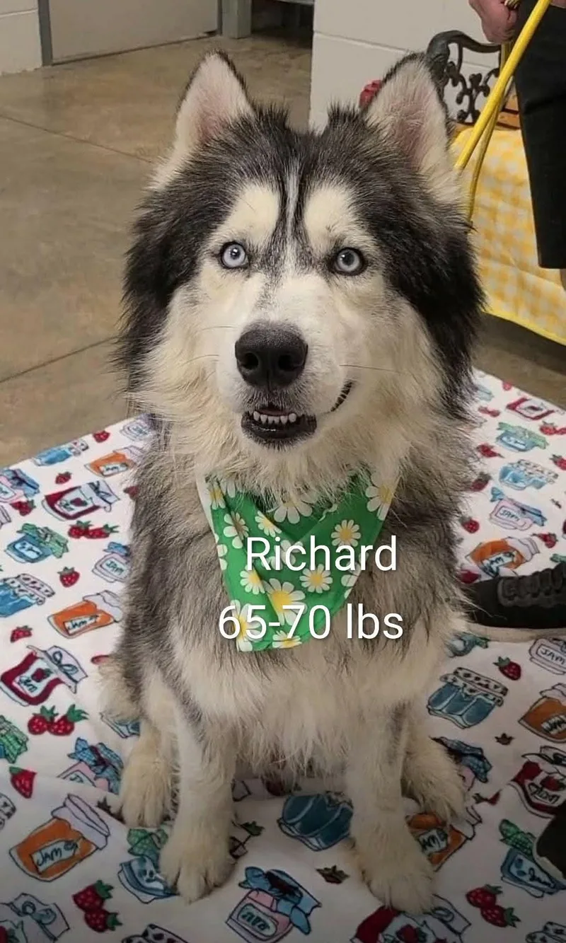 An adult large-sized male Siberian Husky dog named Richard for adoption in Alliance, OH