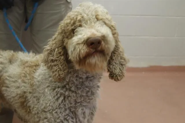 An adult large-sized male Mixed Breed dog named Puddle for adoption in Columbia, SC