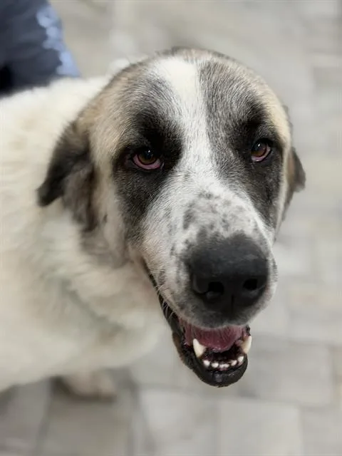 A young extra large-sized female Great Pyrenees dog named Lulu for adoption in Canfield, OH
