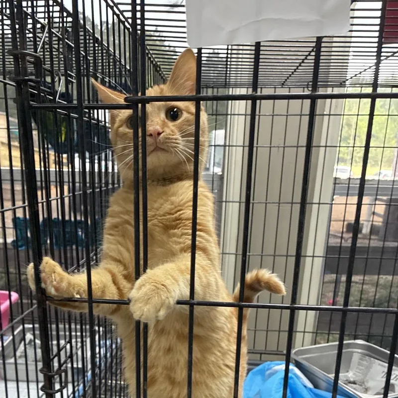 A young medium-sized male Orange / Red Domestic Short Hair cat named Timmy for adoption in Hattiesburg, MS
