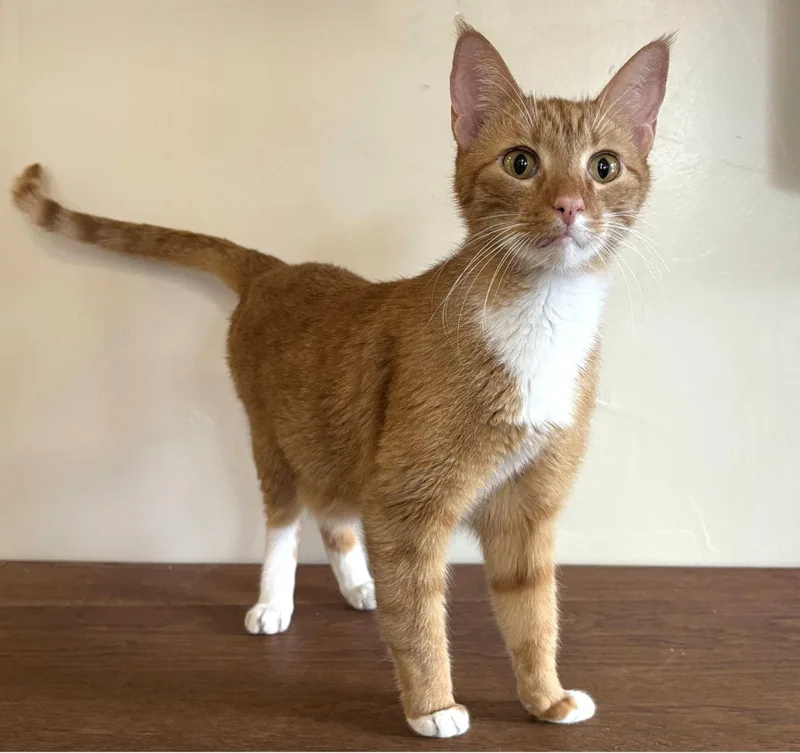 An adult medium-sized male Tabby (Orange / Red) Domestic Short Hair cat named Couscous for adoption in Manitou Springs, CO