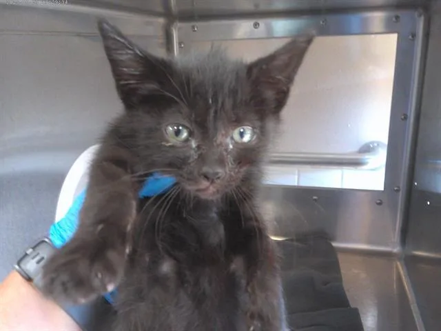 A baby small-sized female Domestic Short Hair cat named Elizabeth Taylor for adoption in Chula Vista, CA