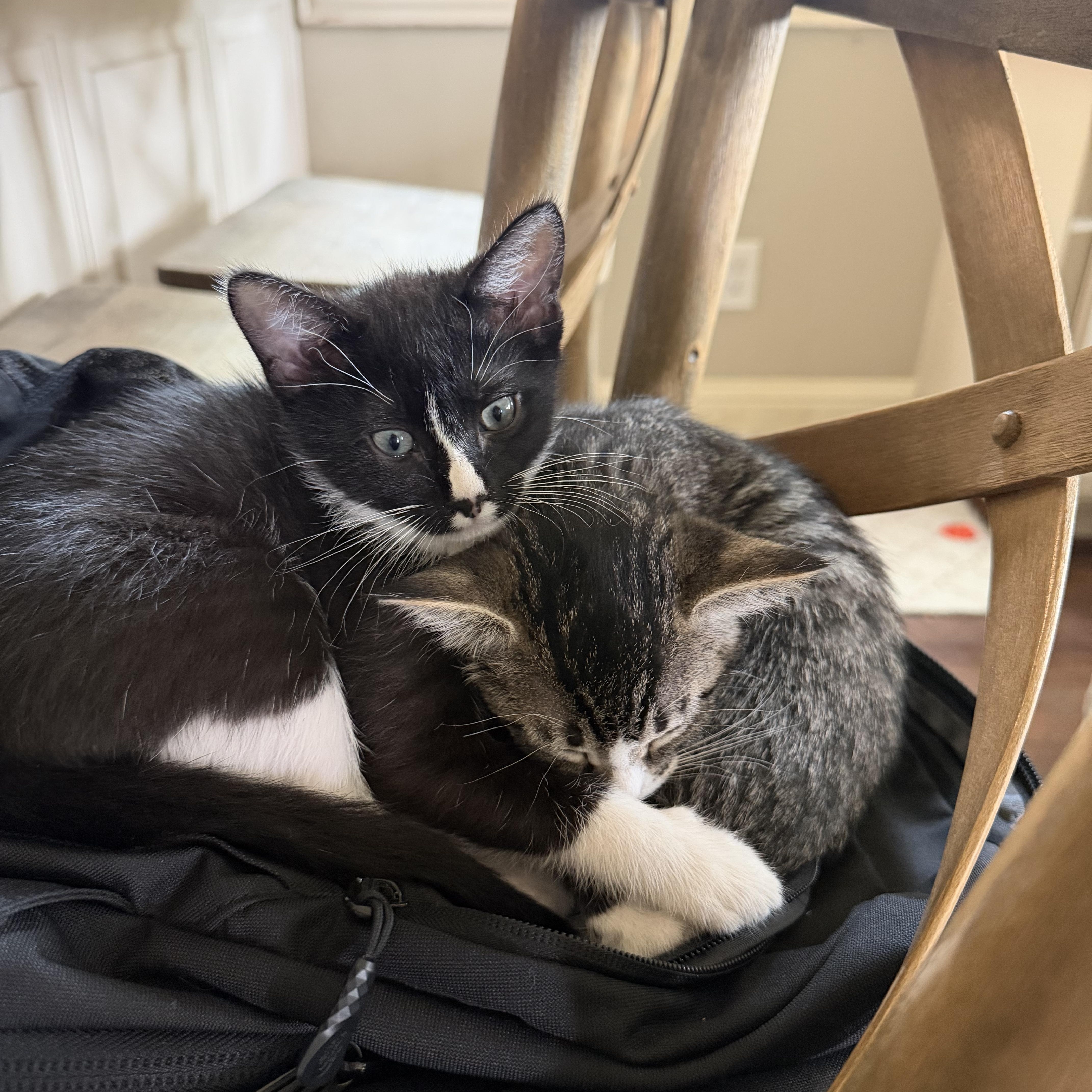 A baby medium-sized female Black & White / Tuxedo Domestic Short Hair cat named Rhapsody for adoption in Fort Worth, TX