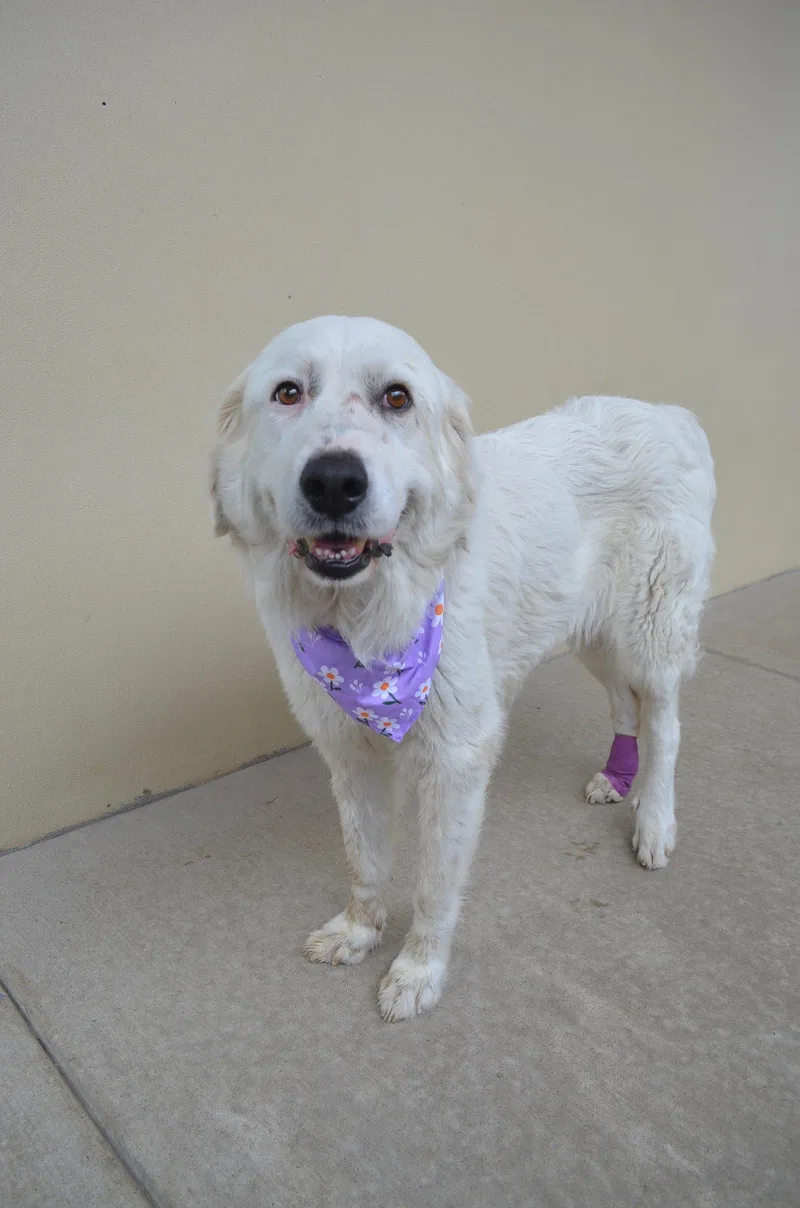 A young medium-sized female Great Pyrenees dog named Ellie for adoption in McKinney, TX