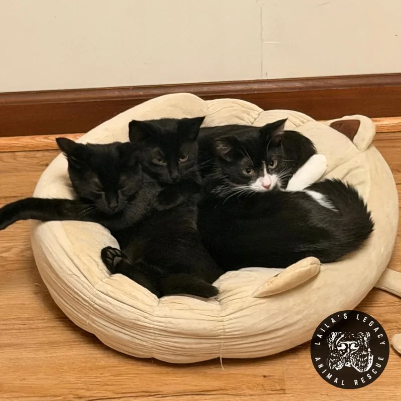A baby small-sized female Black Domestic Short Hair cat named Charley for adoption in Washington, DC