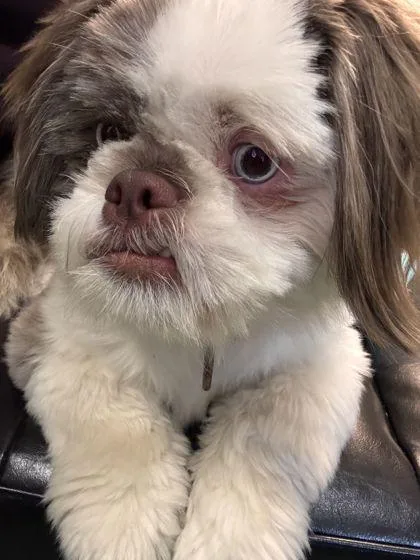 A young small-sized male Brown / Chocolate Shih Tzu dog named Finn for adoption in Williamsport, PA