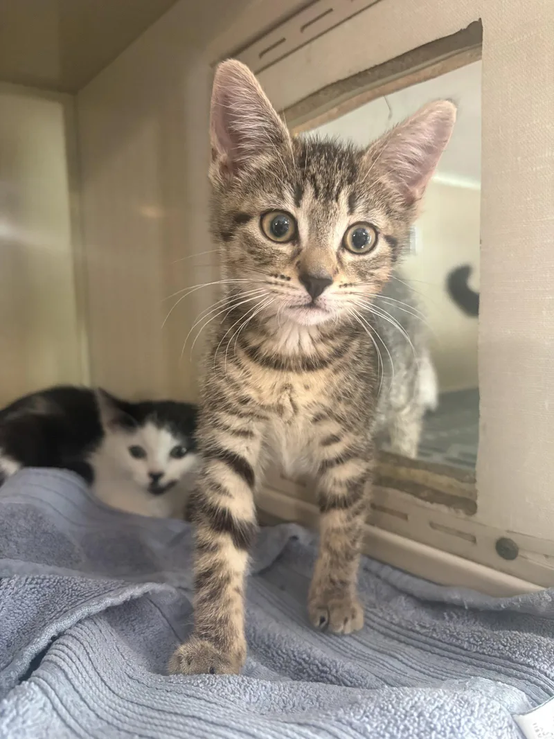 A baby medium-sized female Domestic Short Hair cat named Nikki for adoption in Yardley, PA