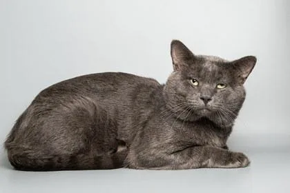 An adult large-sized male Domestic Short Hair cat named Bill for adoption in Longmont, CO