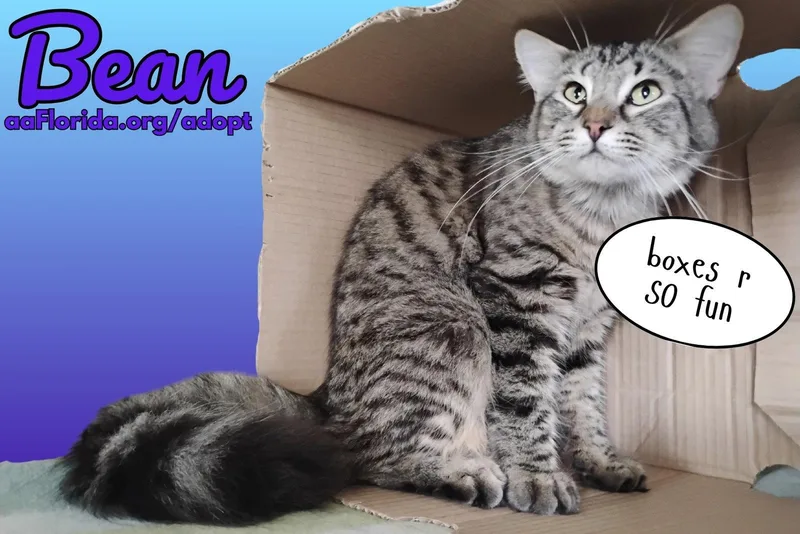 A young medium-sized male Domestic Medium Hair cat named Bean for adoption in Pensacola, FL