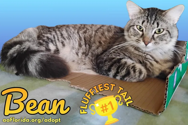 Bean thumbnail 2