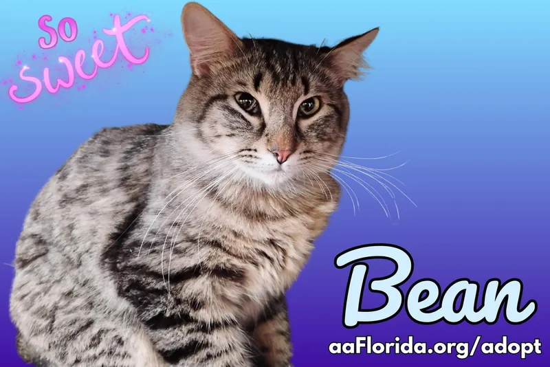 Bean thumbnail 3