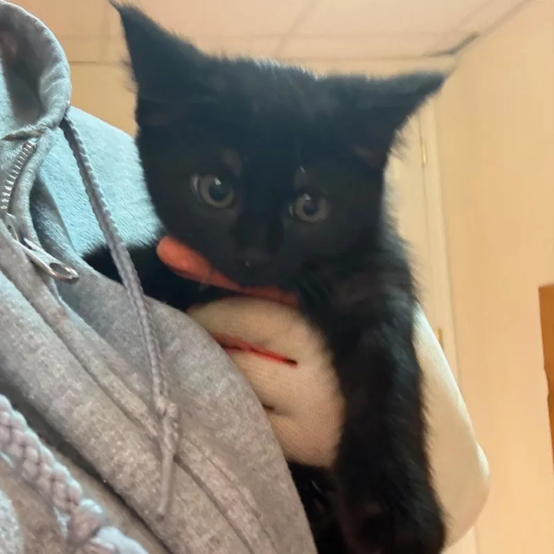A baby small-sized female Black Domestic Short Hair cat named Sticky for adoption in Winchester, VA