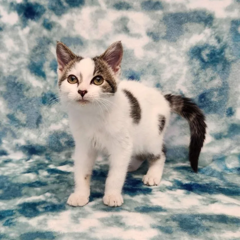 A baby medium-sized female Black & White / Tuxedo Domestic Short Hair cat named Sundae for adoption in Benld, IL