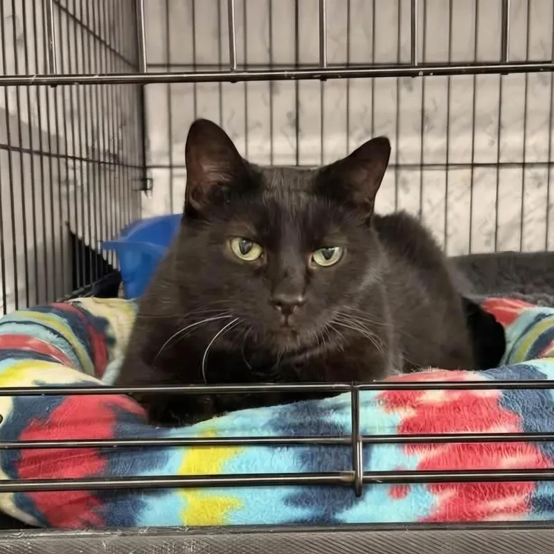 A senior medium-sized male Black Domestic Short Hair cat named Nick for adoption in Grand Rapids, MI