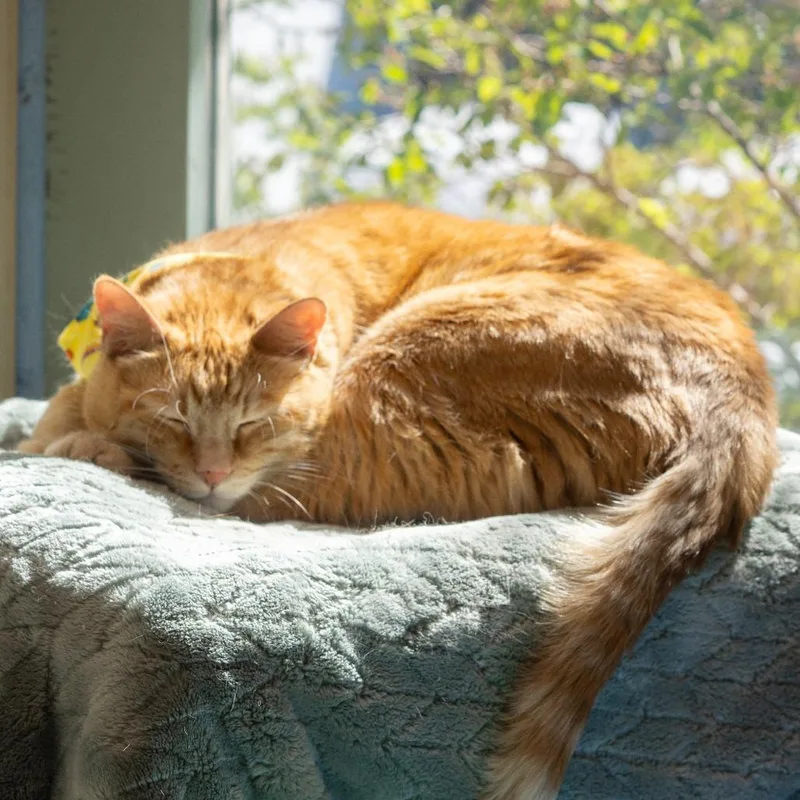 A senior extra large-sized male Orange / Red Domestic Short Hair cat named Elmer for adoption in Lakewood, CO