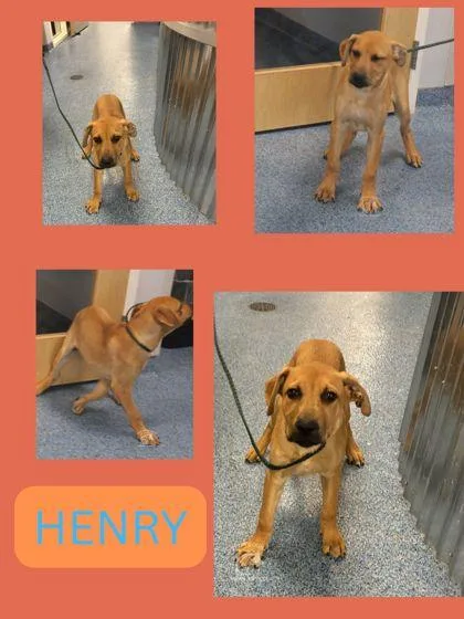 Henry thumbnail 3