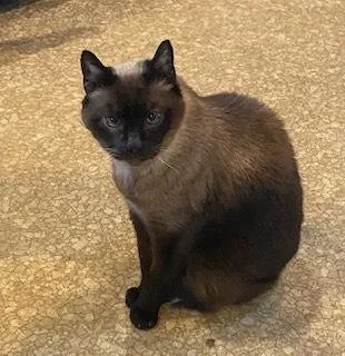 A senior medium-sized male Chocolate Point Domestic Short Hair cat named Buddy for adoption in Norwood, MA
