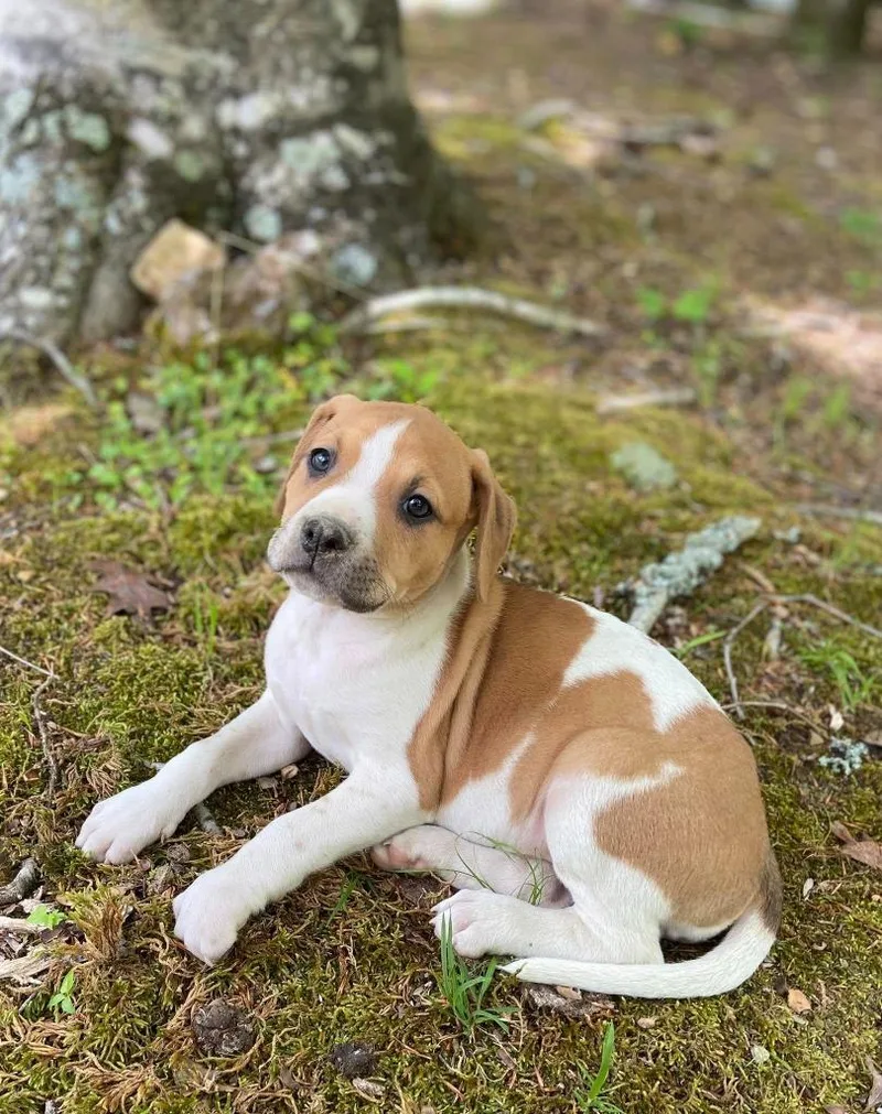 A baby large-sized female Mixed Breed dog named Gnar for adoption in Fond Du Lac, WI