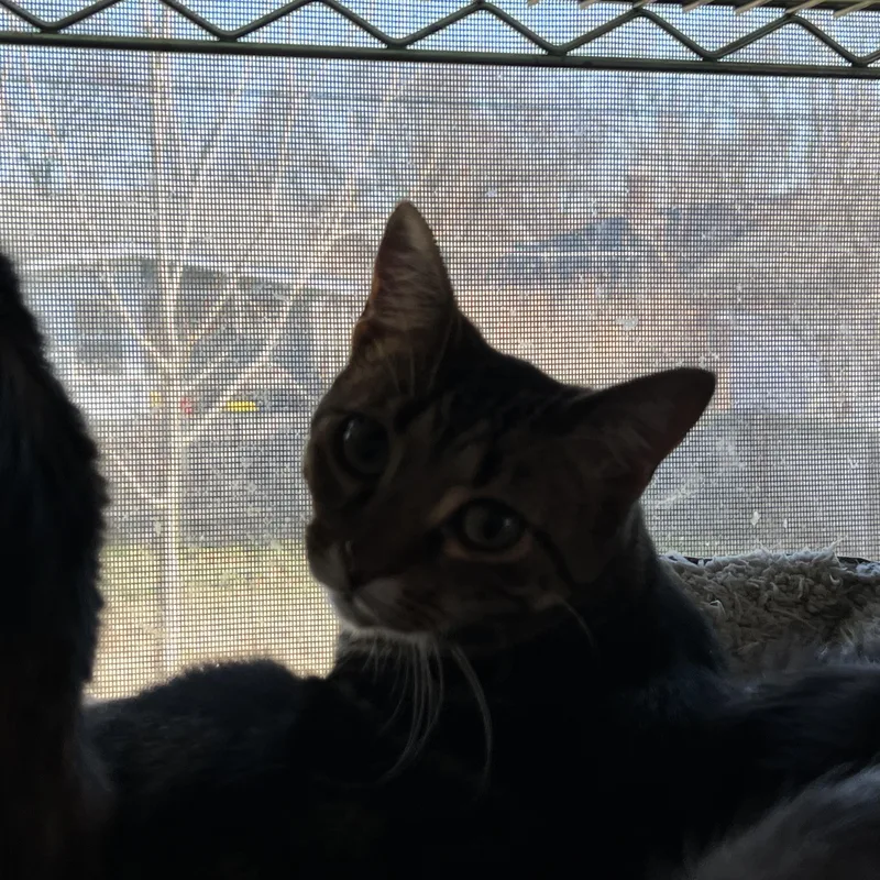 Bruce Jr thumbnail 2