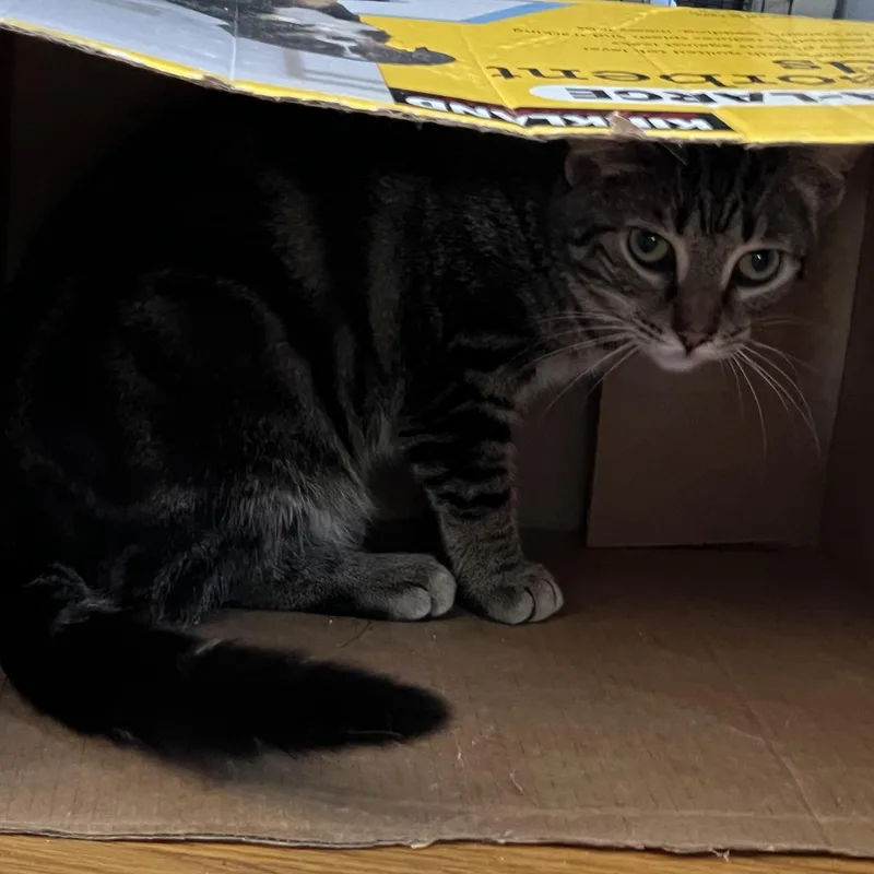 Bruce Jr thumbnail 3