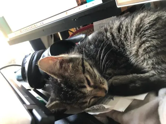 Bruce Jr thumbnail 4