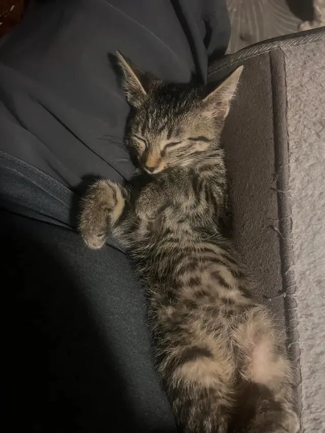 Bruce Jr thumbnail 5