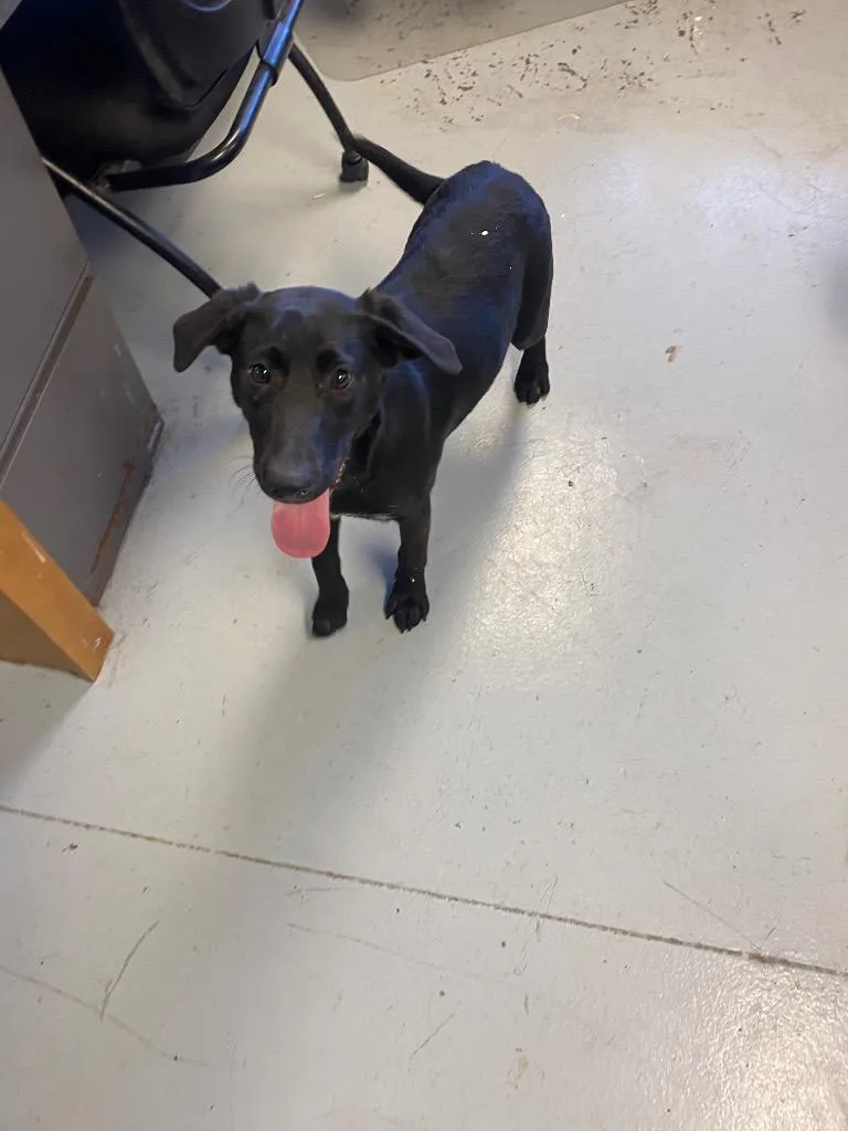A young medium-sized female Labrador Retriever dog named Roxie for adoption in Greenwood, MS