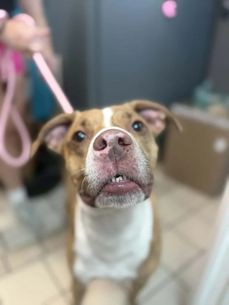 An adult large-sized male Pit Bull Terrier dog named Finn for adoption in Sebastian, FL