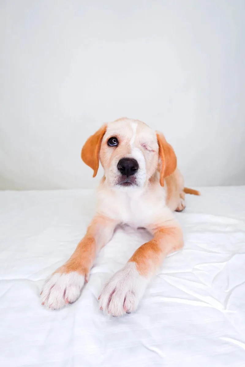 A baby medium-sized male White / Cream Labradoodle dog named Finn for adoption in Bixby, OK
