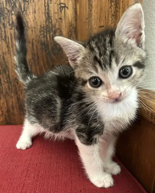 A baby small-sized female Domestic Short Hair cat named Caterpillar for adoption in Camarillo, CA