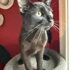 A young small-sized male Black Domestic Short Hair cat named Zorro for adoption in Woodbridge, VA