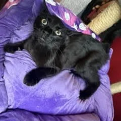 Zorro thumbnail 2