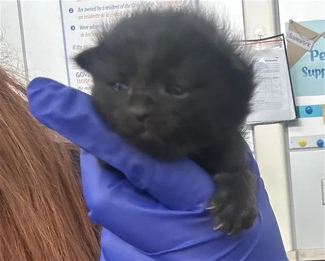 A baby medium-sized male Domestic Short Hair cat named Austin for adoption in Dallas, TX