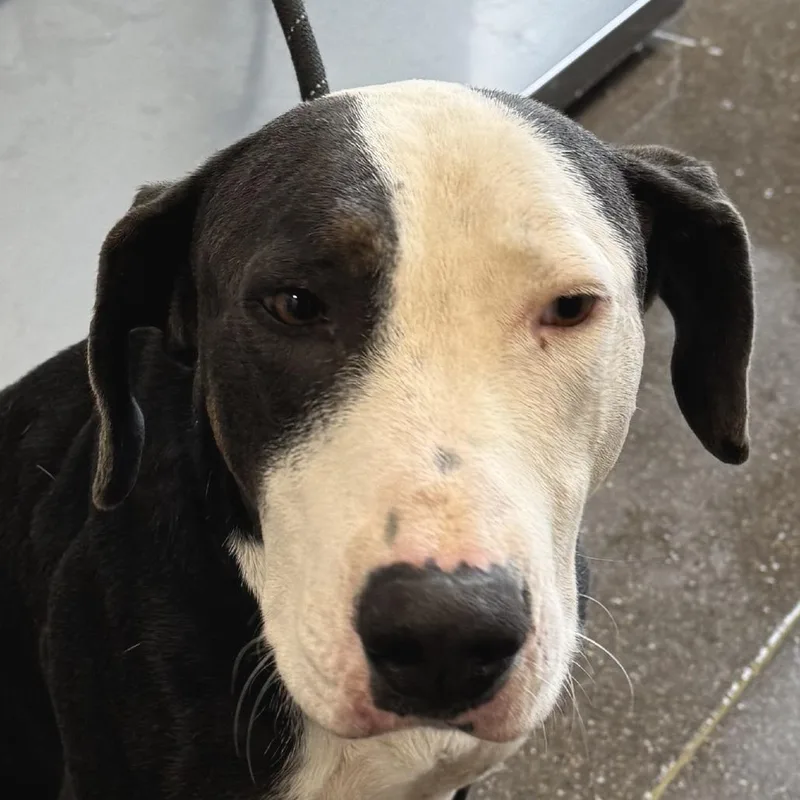 An adult medium-sized male Brown / Chocolate Mixed Breed dog named 111851 for adoption in Las Cruces, NM