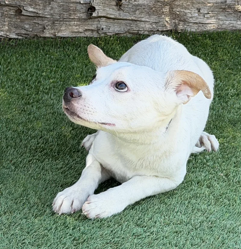 A young small-sized male White / Cream Rat Terrier dog named Mighty Sweet Lil Mr for adoption in Albuquerque, NM