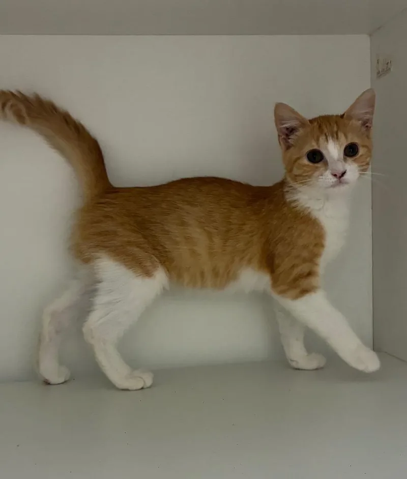 A baby medium-sized male Domestic Short Hair cat named Alfredo for adoption in Hartsville, SC