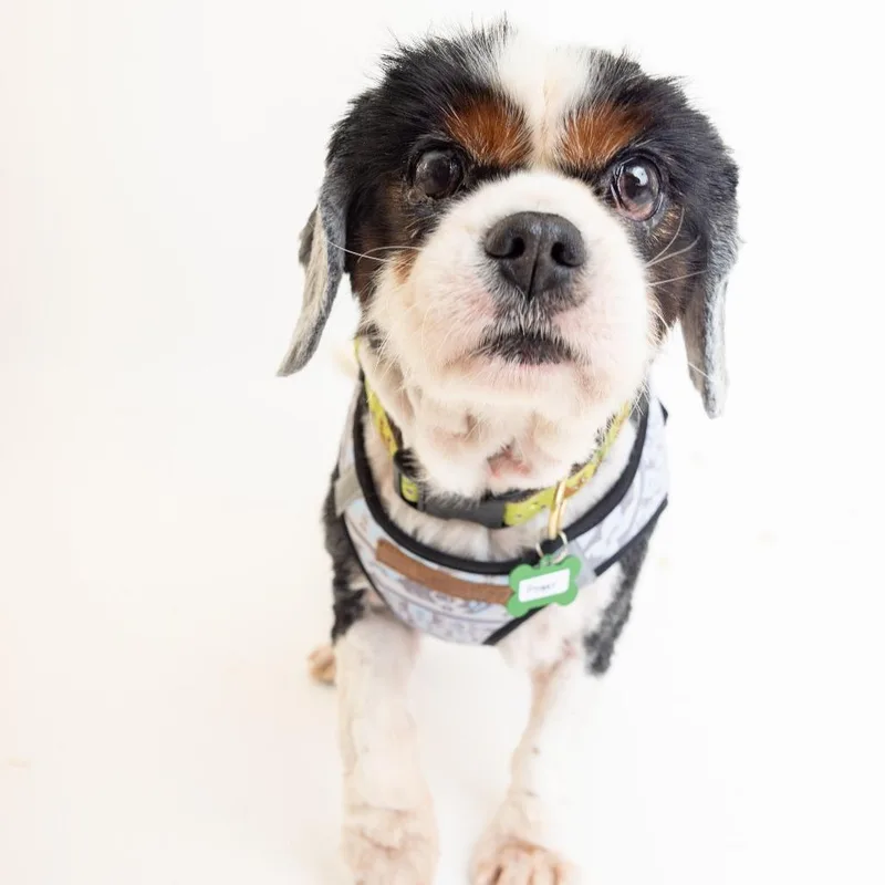 A senior medium-sized male Black Cavalier King Charles Spaniel dog named Prosper for adoption in San Francisco, CA