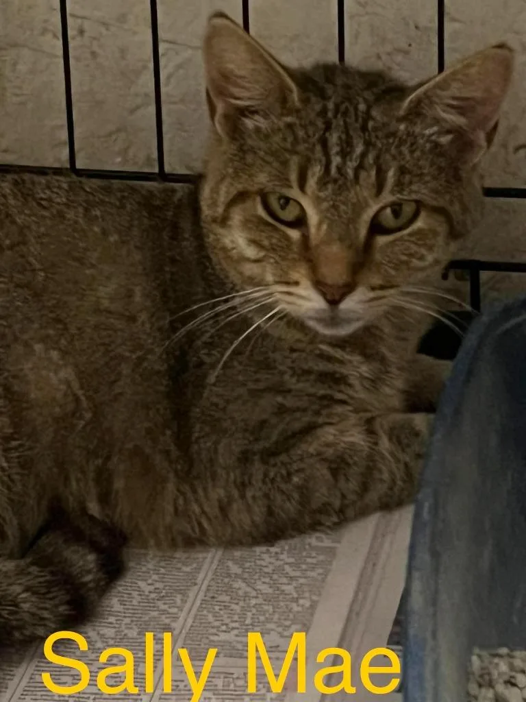 A young large-sized female Domestic Short Hair cat named Sally Mae for adoption in Princeton, IN