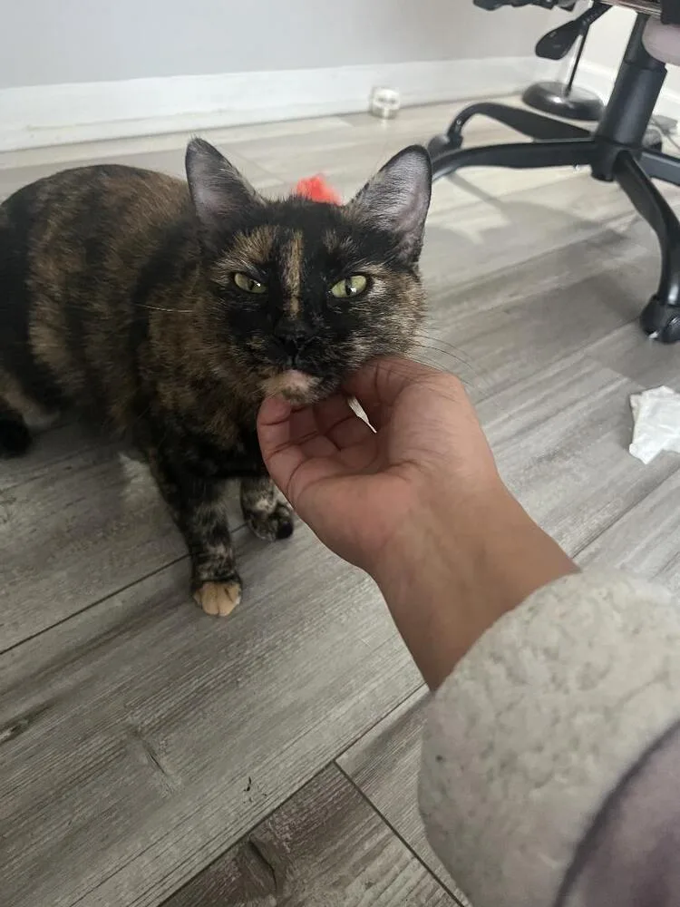 Rice Bowl thumbnail 2