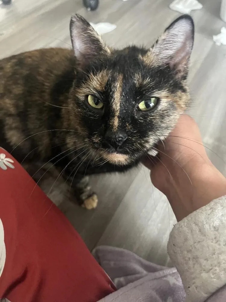 Rice Bowl thumbnail 3