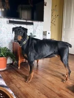 An adult extra large-sized male Rottweiler dog named Finnegan for adoption in Lincoln, NE