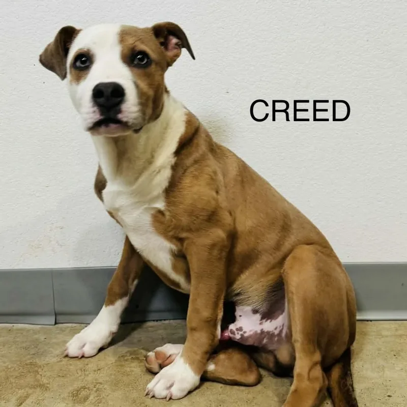 A young medium-sized male Yellow / Tan / Blond / Fawn Labrador Retriever dog named Creed  Local April for adoption in Brookshire, TX