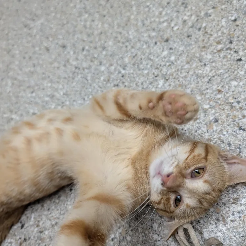 Pretzel