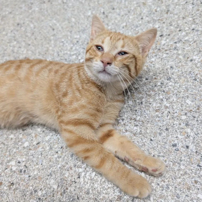 Pretzel thumbnail 2