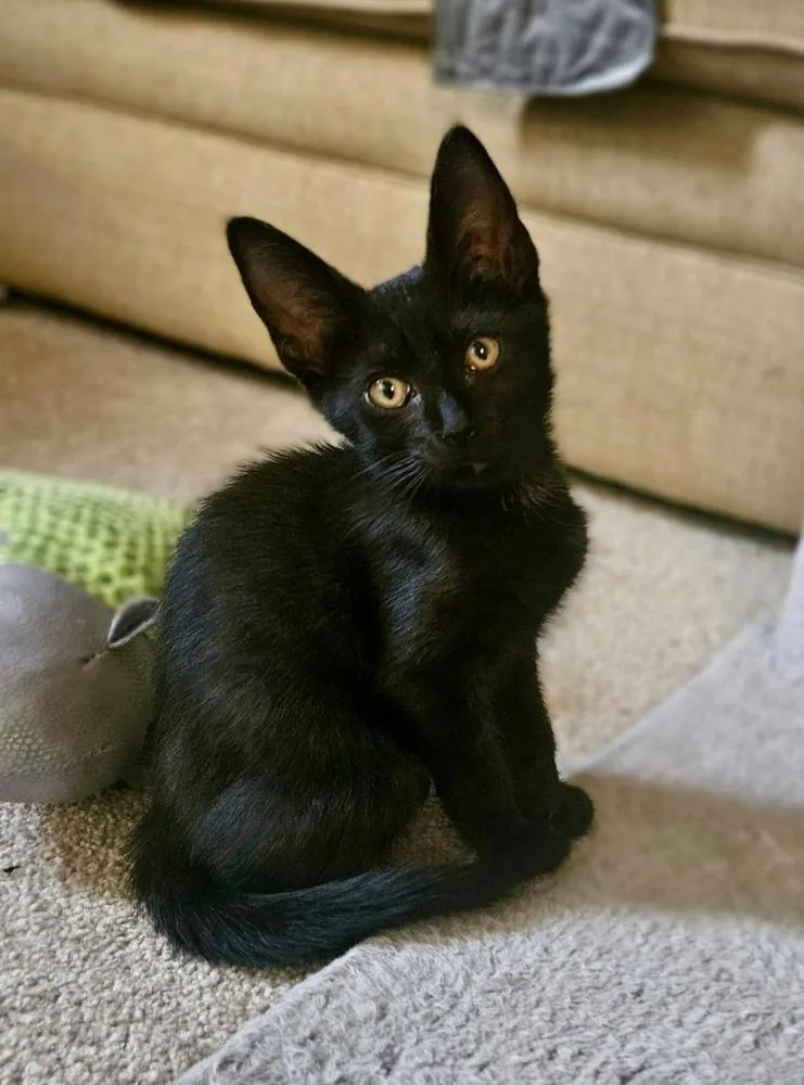 Nitro