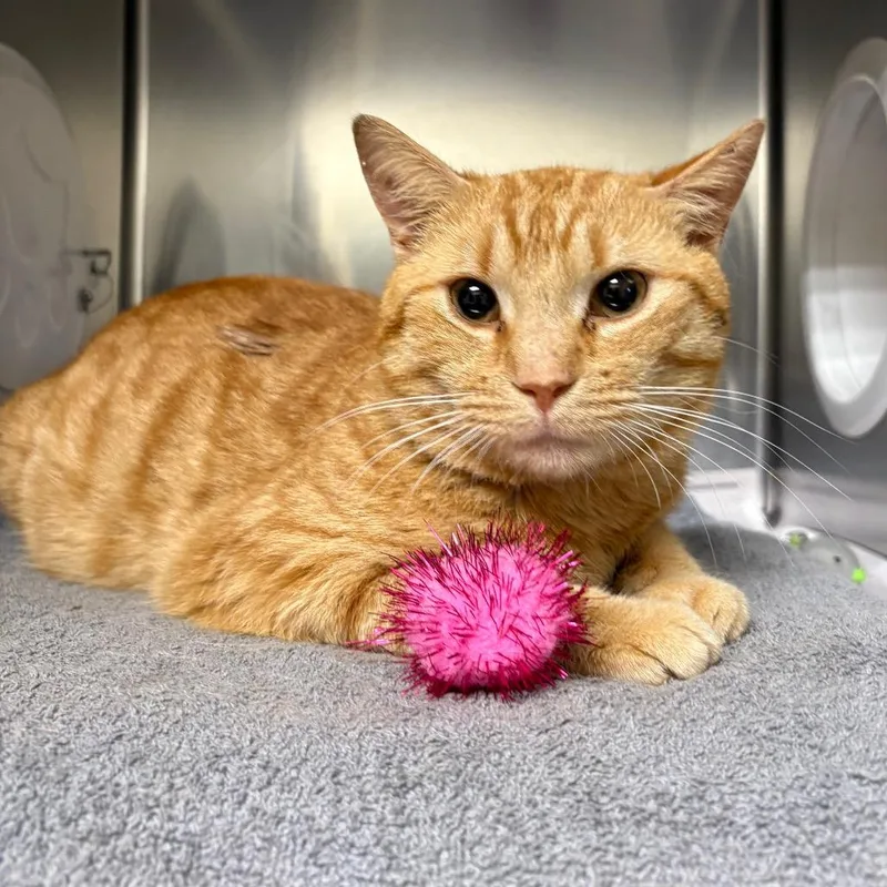 An adult medium-sized male Orange / Red Domestic Short Hair cat named Chester for adoption in Milton, FL