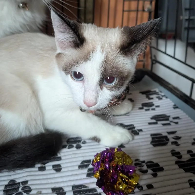 A baby small-sized male Siamese cat named Sushi for adoption in Carmel, IN