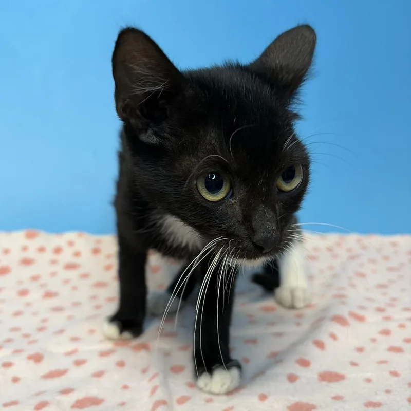 A baby small-sized male Domestic Medium Hair cat named Donkey for adoption in San Antonio, TX