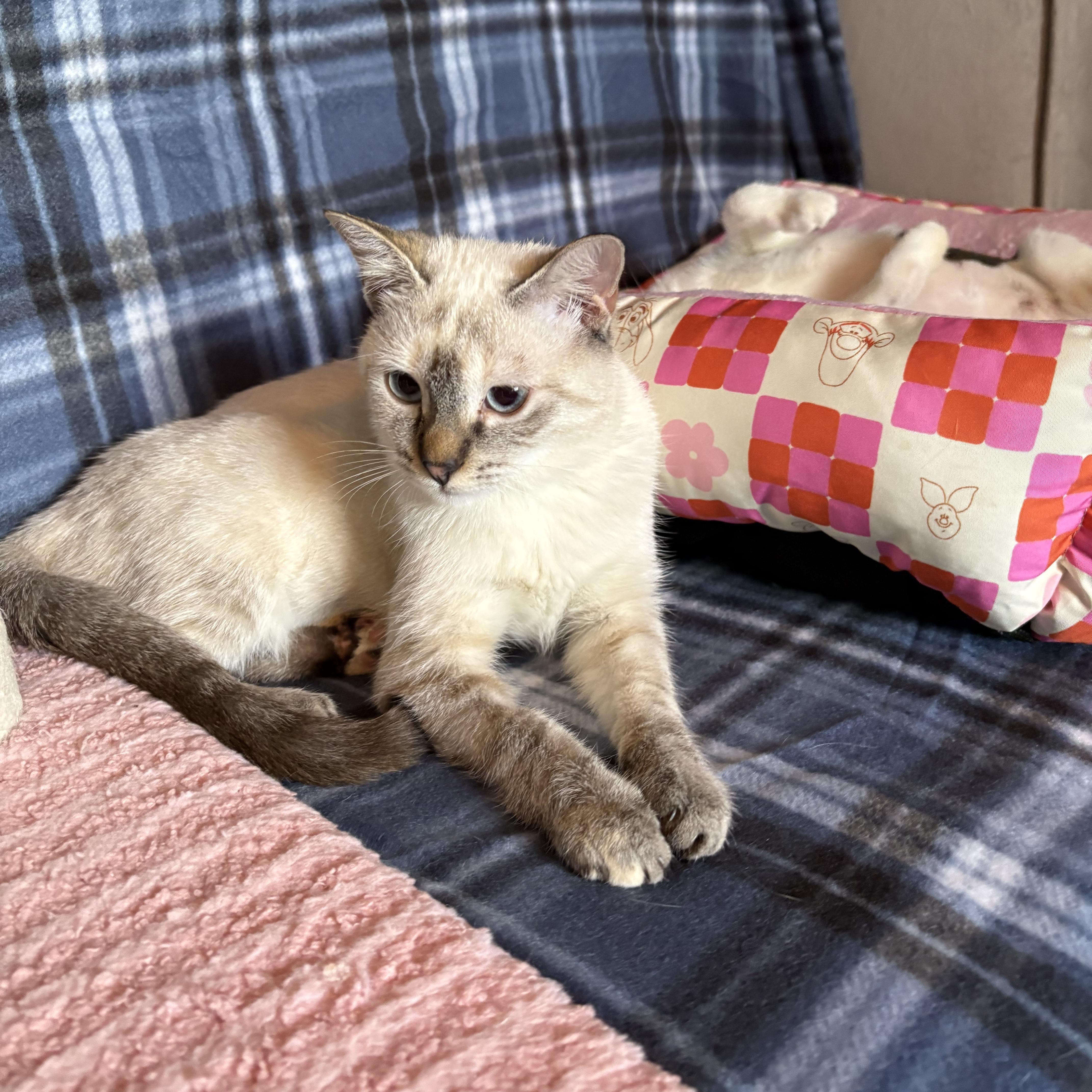 A baby small-sized female Flame Point Siamese cat named Lumi for adoption in Coral Springs, FL