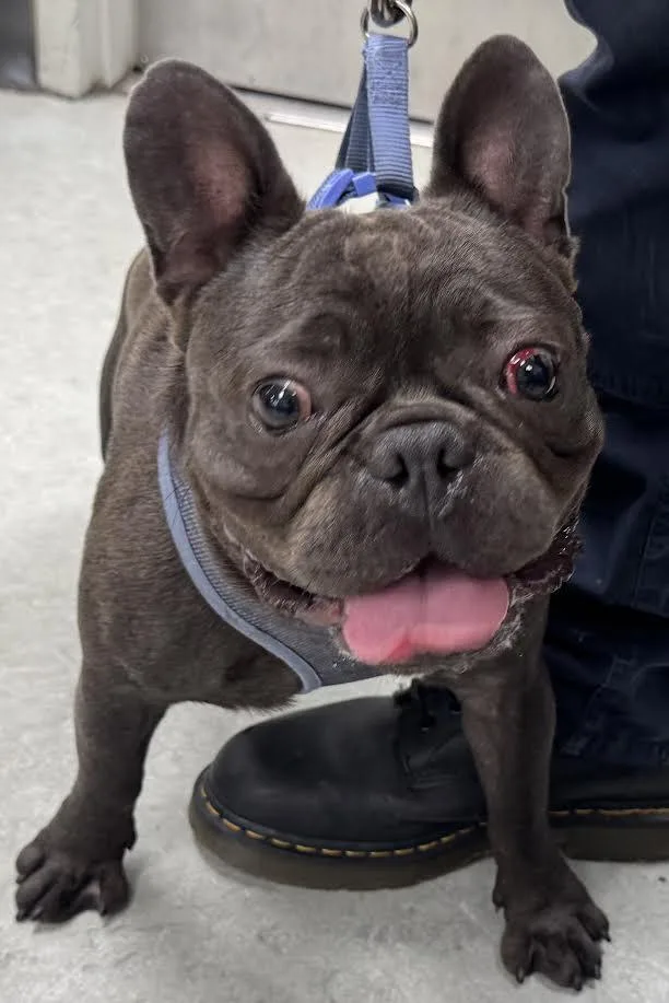 A young small-sized male French Bulldog dog named Chico for adoption in Van Nuys, CA